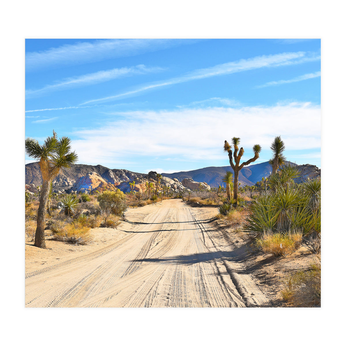 Joshua Tree II (Print Only)