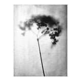 Hydrangea (Print Only) thumbnail