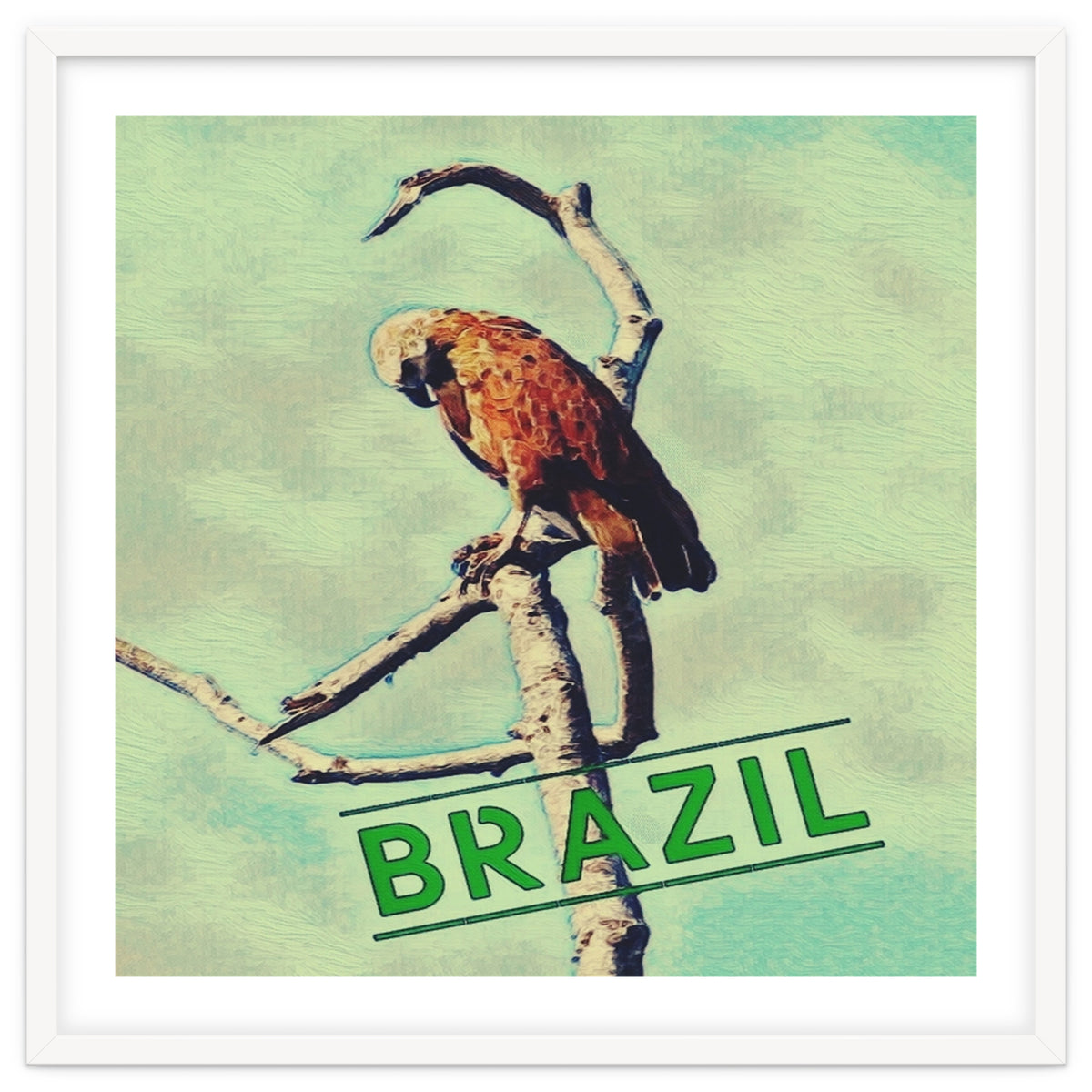 Eagle in Brazil