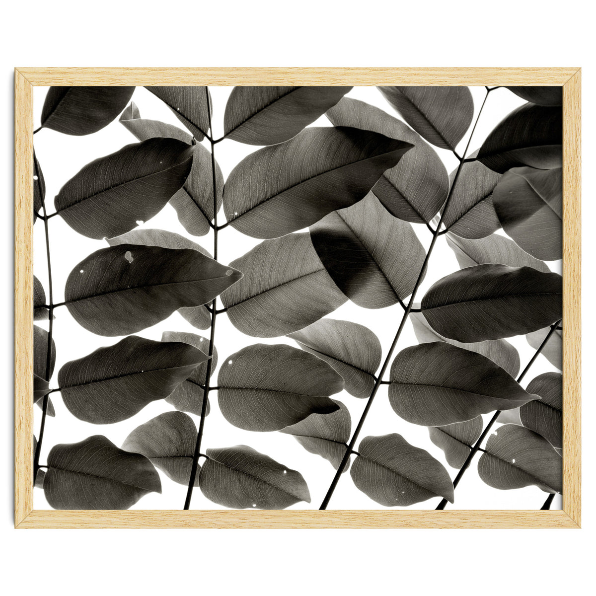 Branches and Leaves I