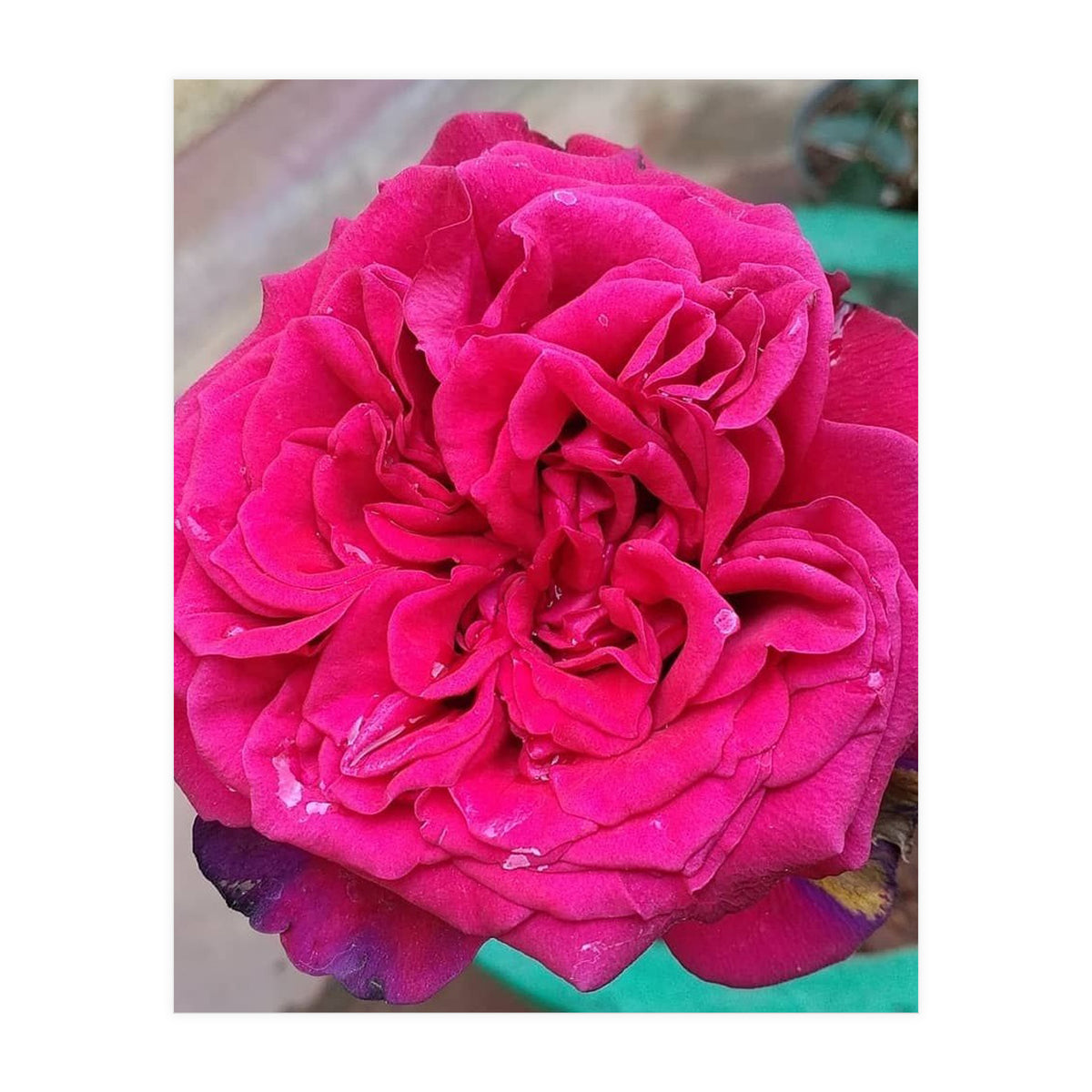 Beautiful Fragrant Rose (Print Only)