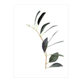 Untitled #14 - Eucalyptus (Print Only) thumbnail