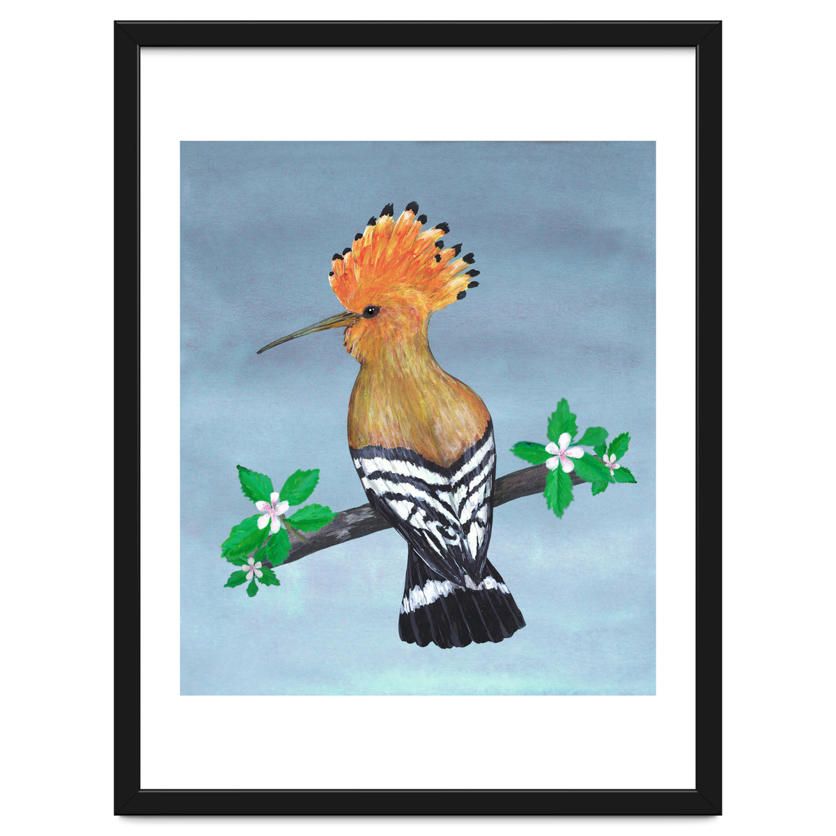 Hoopoe bird