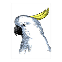 Skecth Macaw (Print Only)