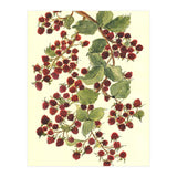 Raspberry (Print Only) thumbnail
