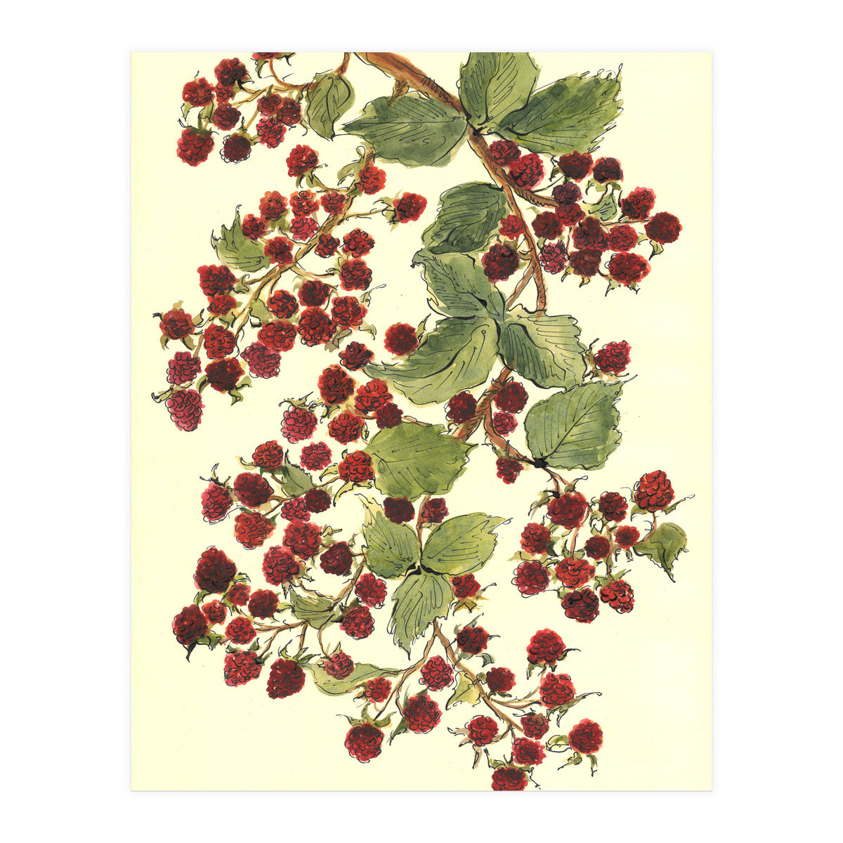 Raspberry (Print Only)