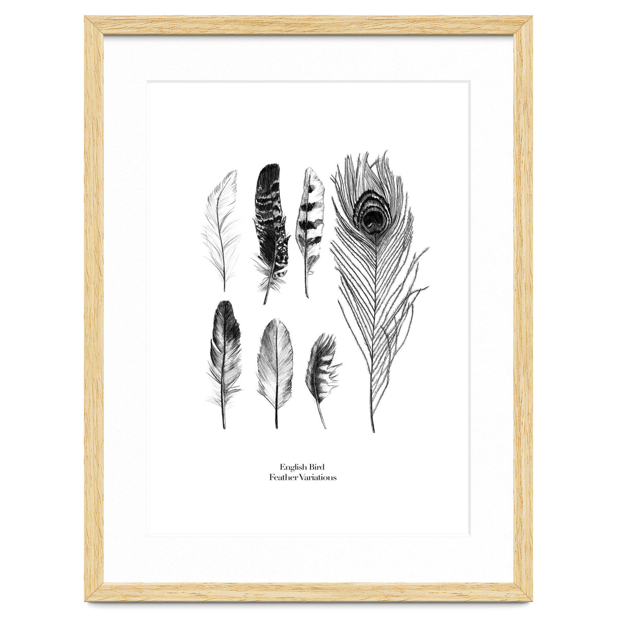 English Feather Variations