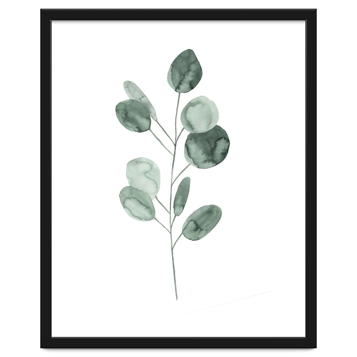 Botanical Illustration Eukalyptus2