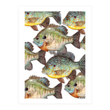 Lake Sunfish (Print Only) thumbnail