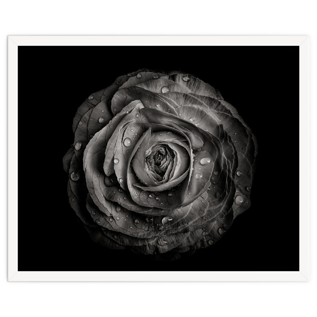 Backyard Flowers In Black And White 72