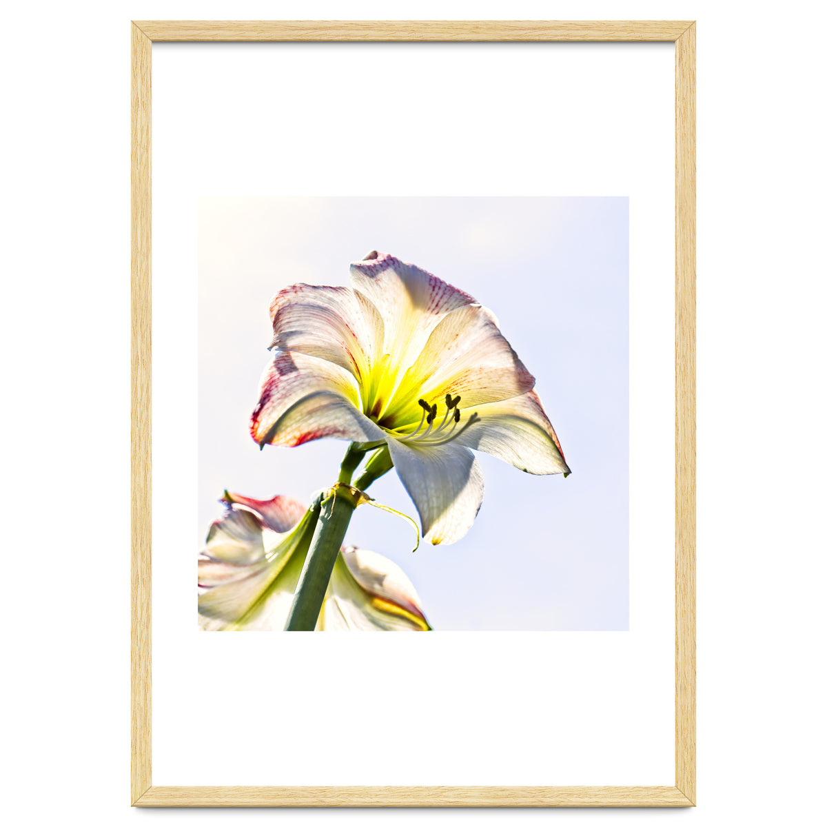 Amaryllis 2
