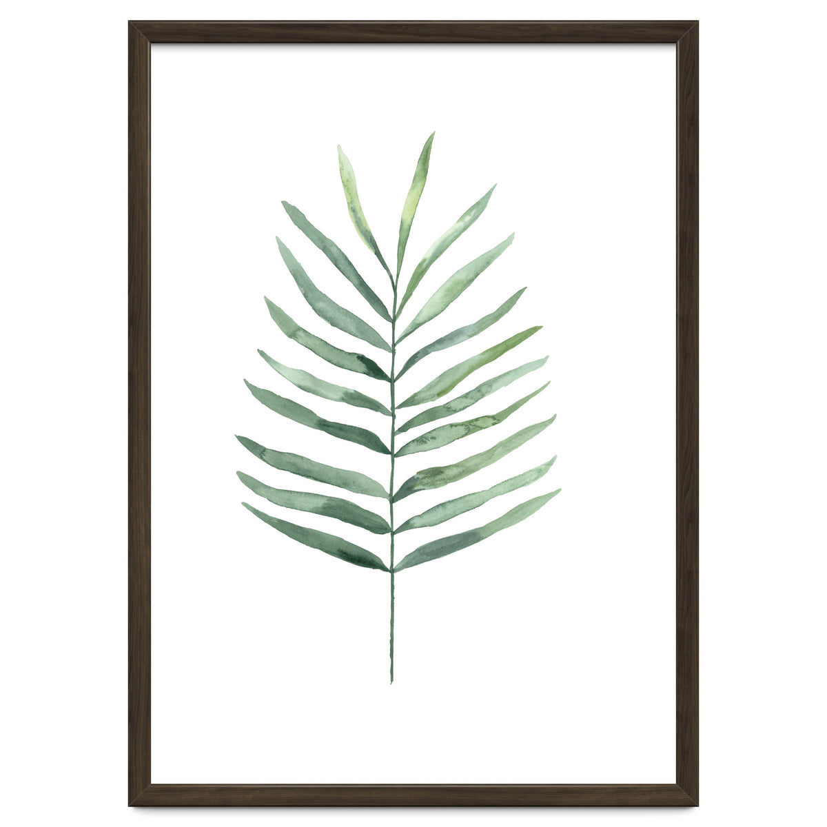 Botanical Illustration Fern