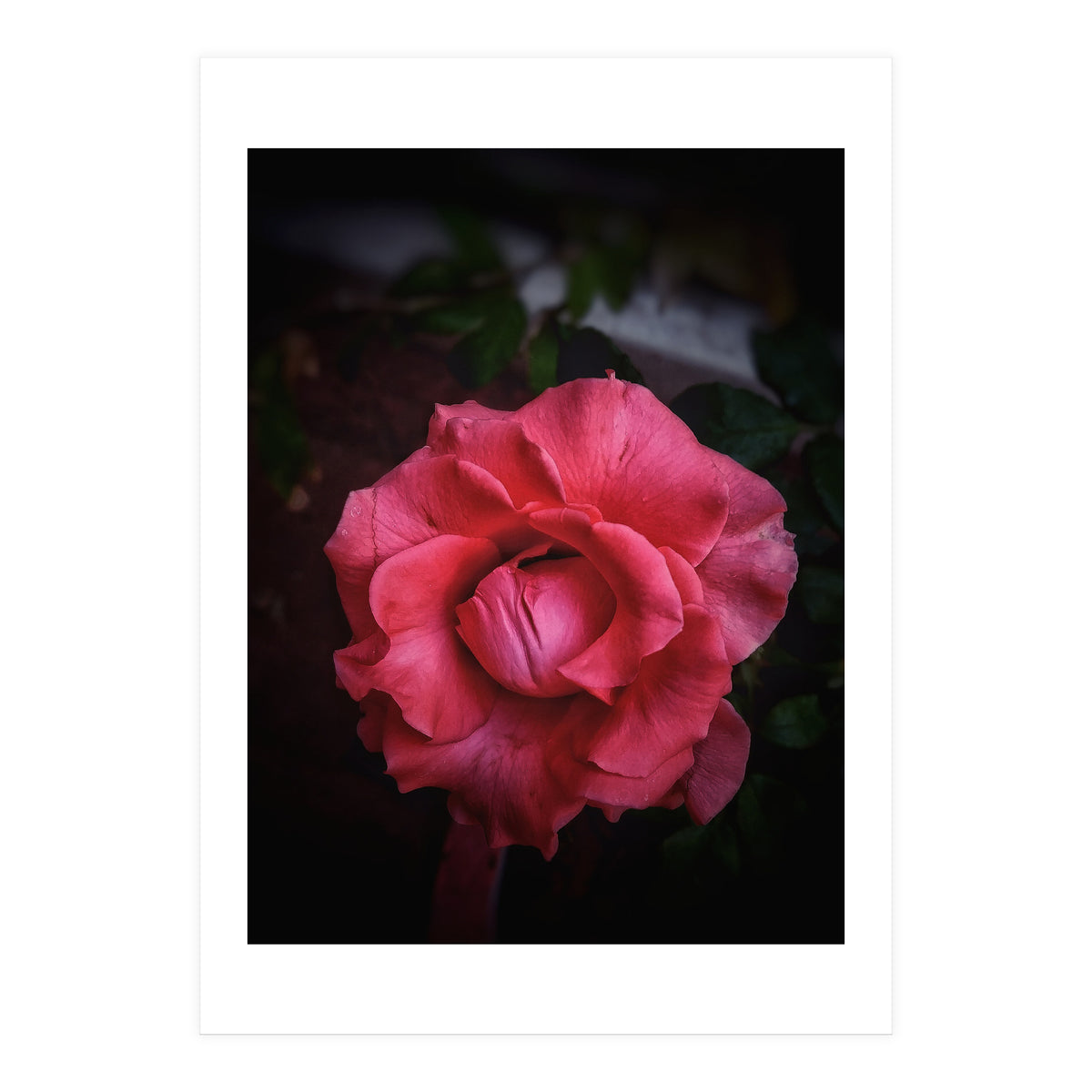 Red-Orange Rose (Print Only)