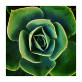 DARKSIDE OF SUCCULENTS XIII (Print Only) thumbnail