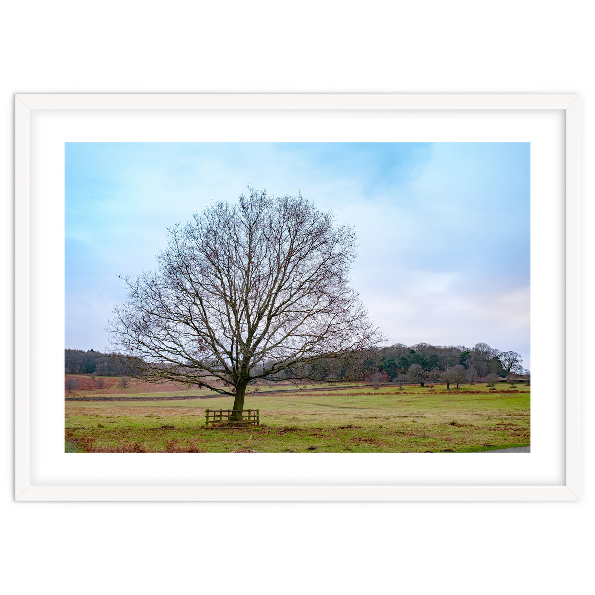 Young Oak Tree in Winter