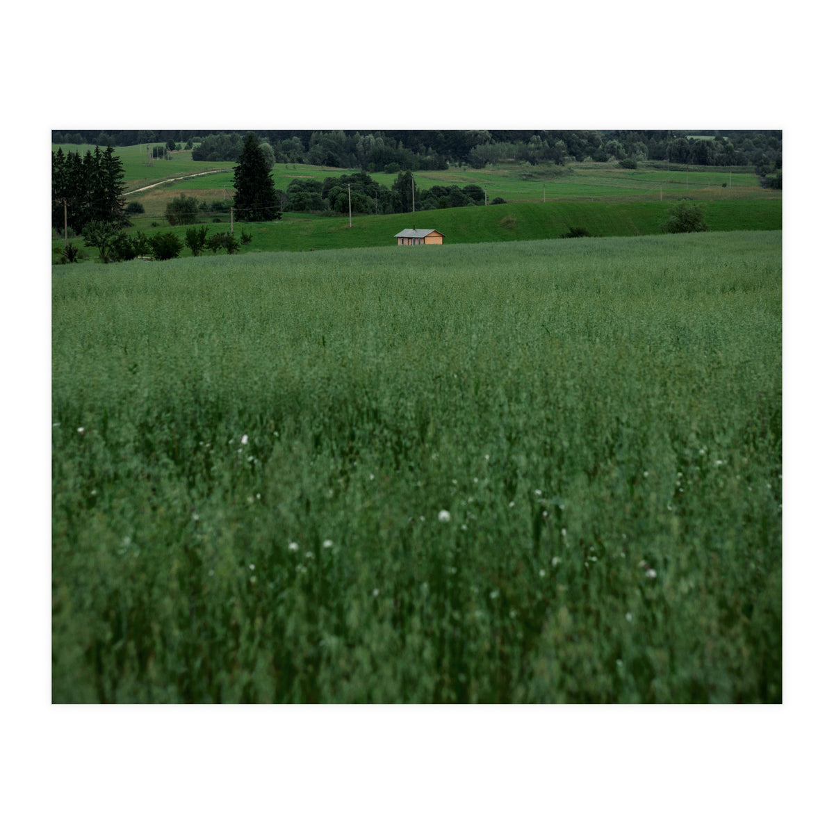 Green House (Print Only)