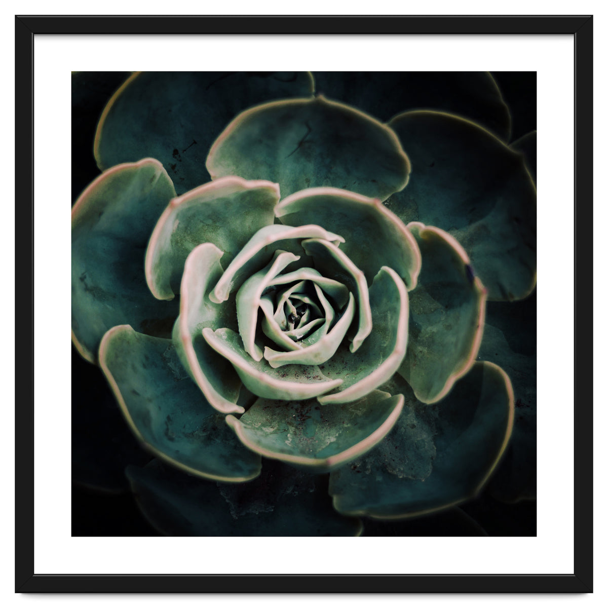 DARKSIDE OF SUCCULENTS IV-A