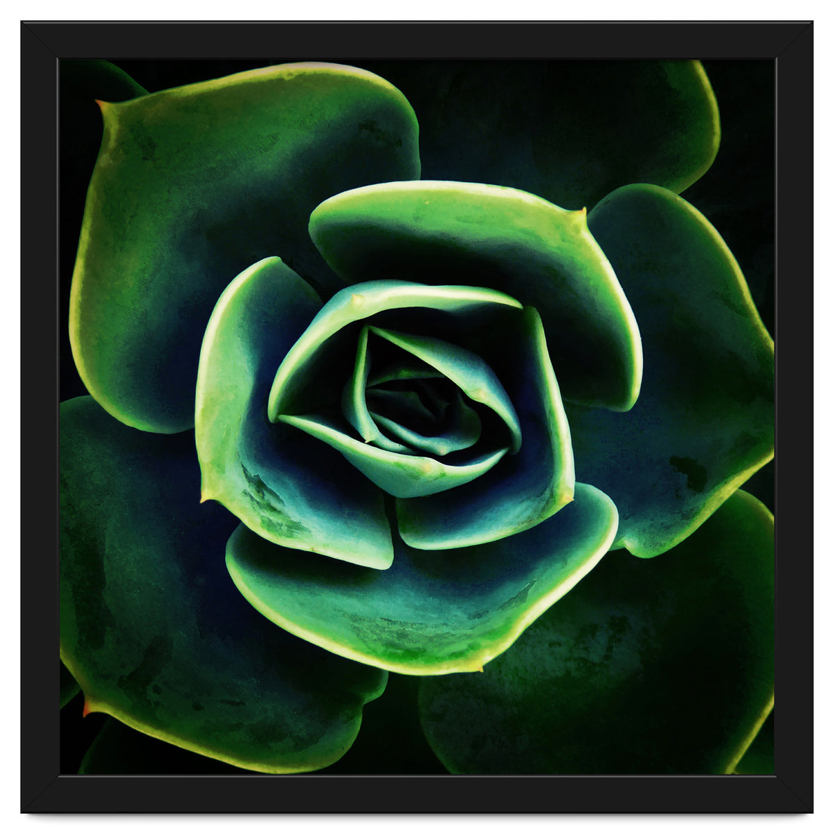 DARKSIDE OF SUCCULENTS XIV