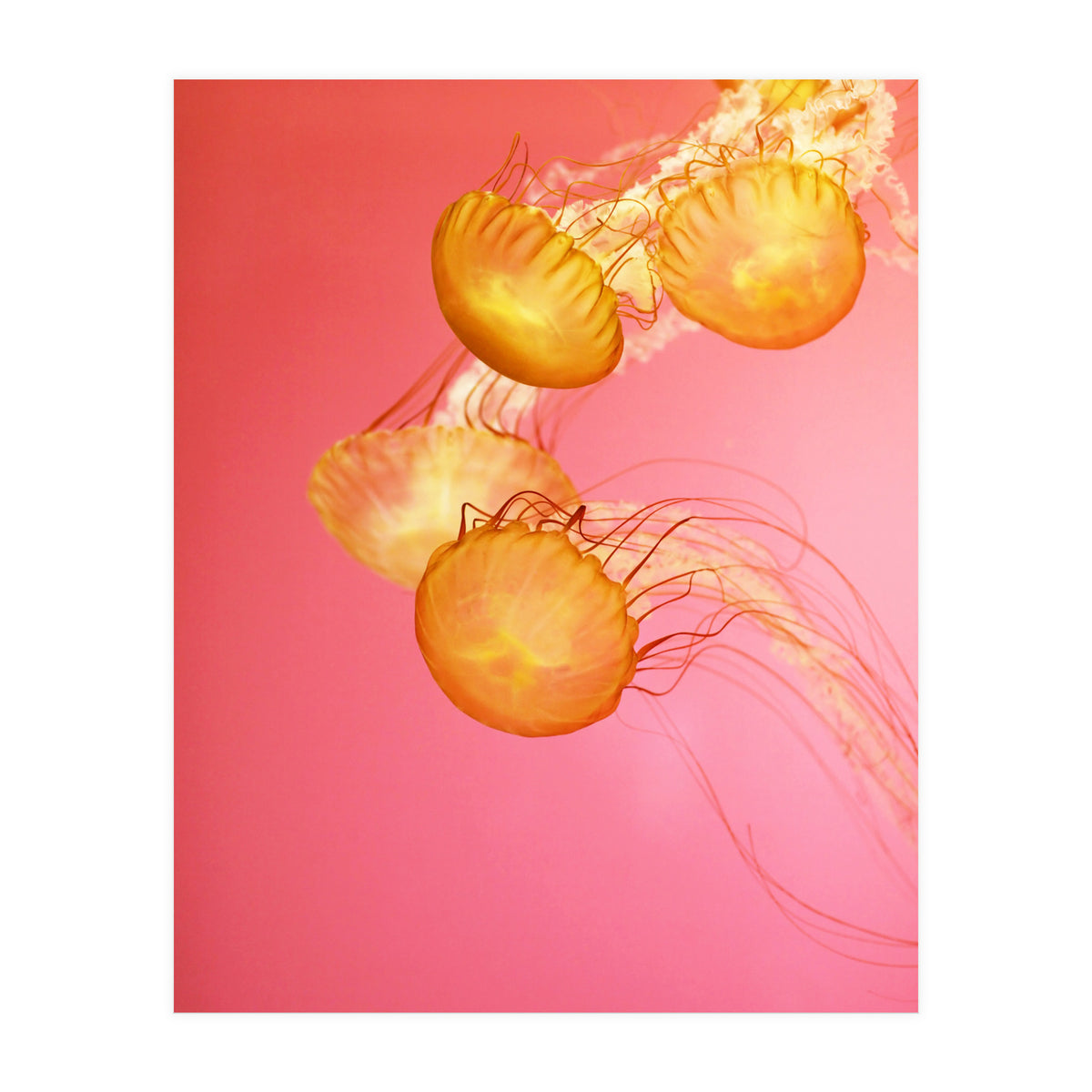 Jelly #3  (Print Only)