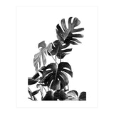 Monstera Black And White 09 (Print Only) thumbnail
