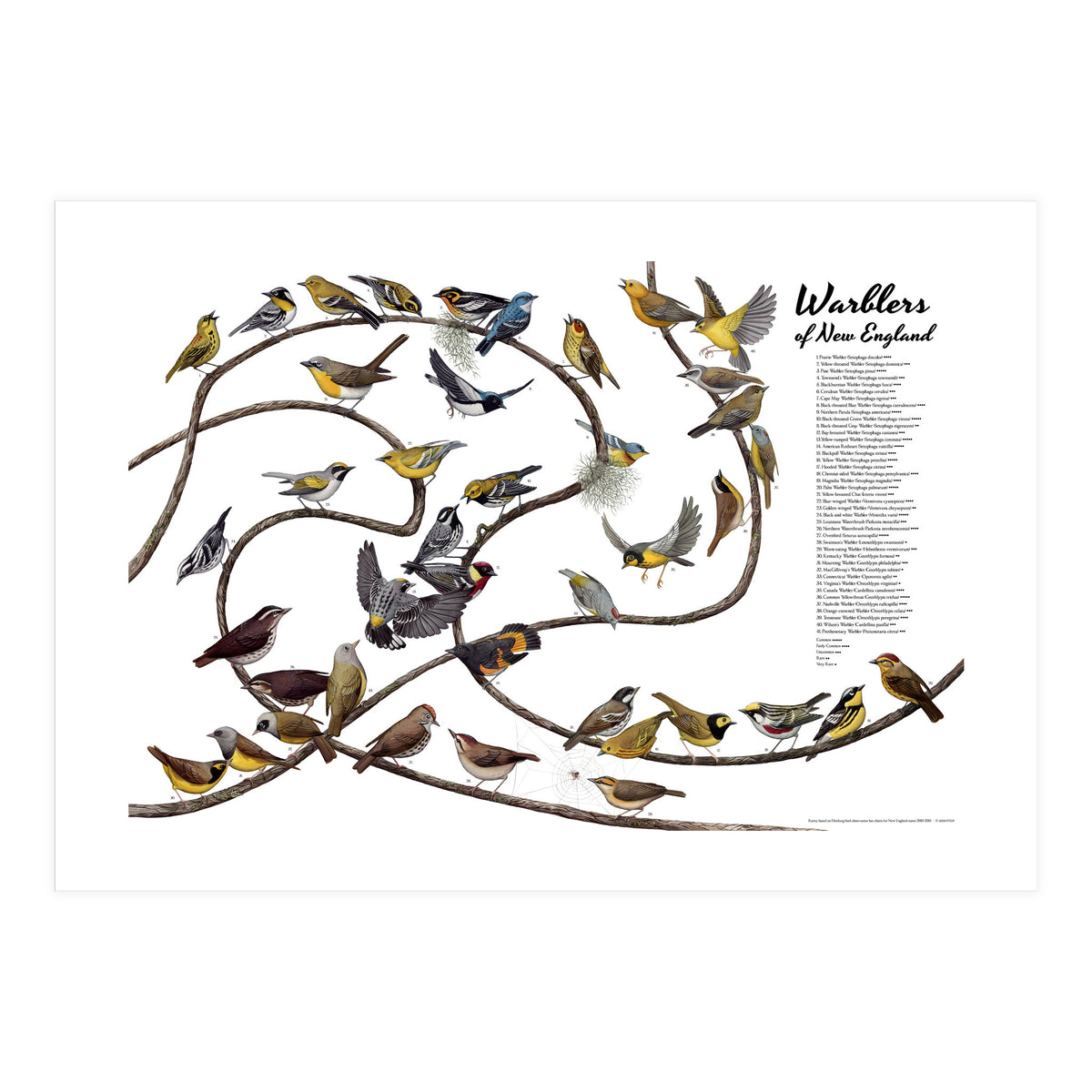 Warblers of New England (Print Only)