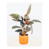 Botany II (Print Only) thumbnail