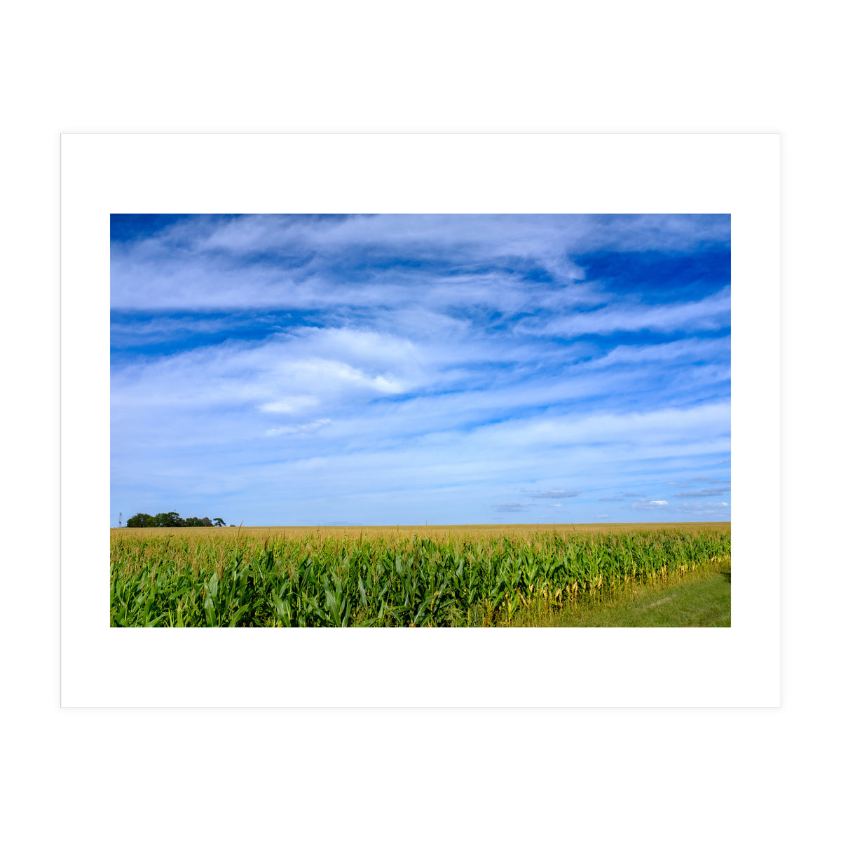 Illinois Cornfield (Print Only)
