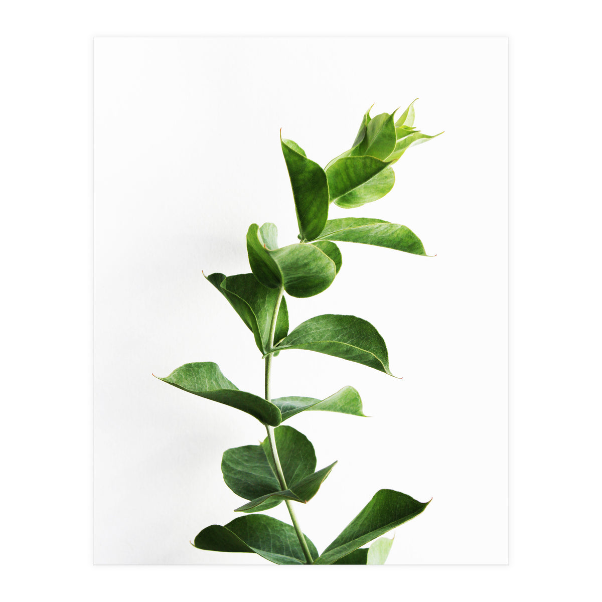 Eucalyptus (Print Only)