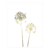 Neutral Dandelions (Print Only) thumbnail