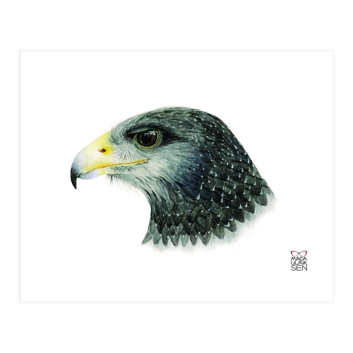 Black-chested buzzard-eagle (Print Only)