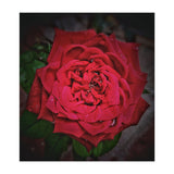 Red Rose (Print Only) thumbnail