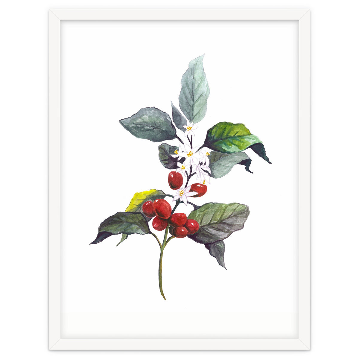 1 Botanical Illustration Kaffee Pflanze