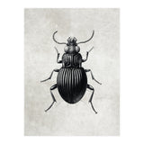 84 (Print Only) thumbnail