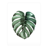 Botanical Illustration Monstera Deliciosa (Print Only) thumbnail