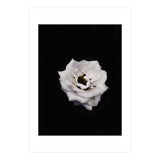 White Rose (Print Only) thumbnail