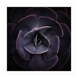 DARKSIDE OF SUCCULENTS VIII (Print Only) thumbnail