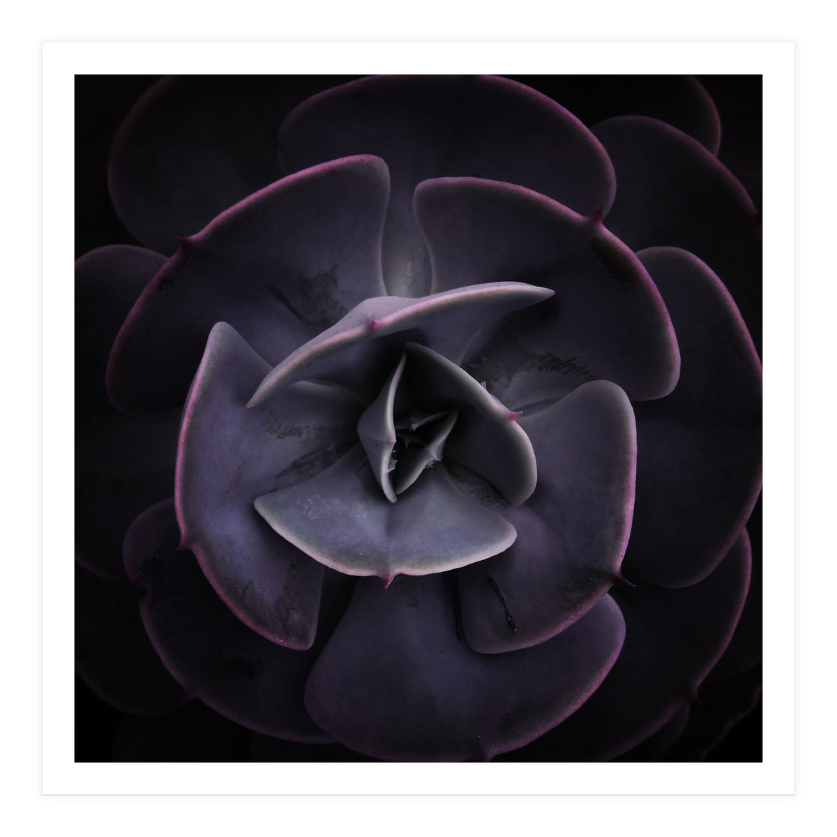 DARKSIDE OF SUCCULENTS VIII (Print Only)