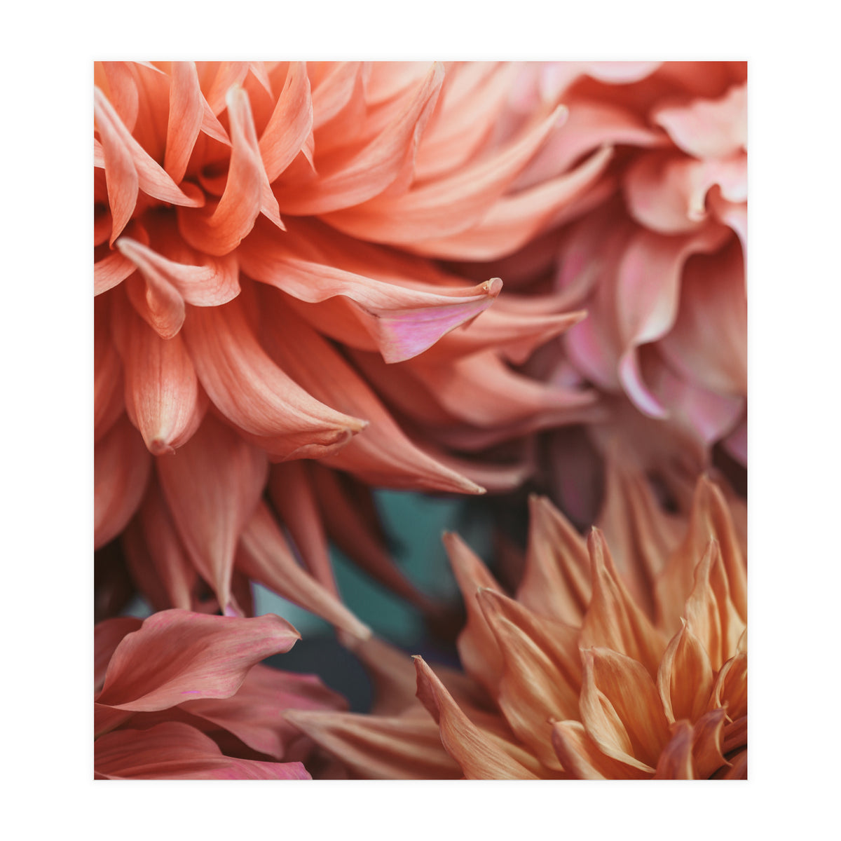 Vintage Dahlia  (Print Only)