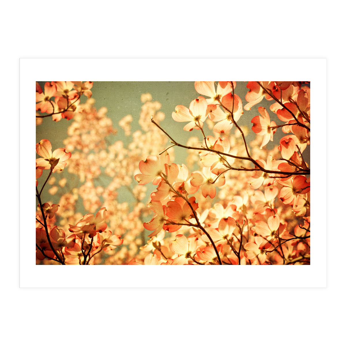 Vintage Pink (Print Only)