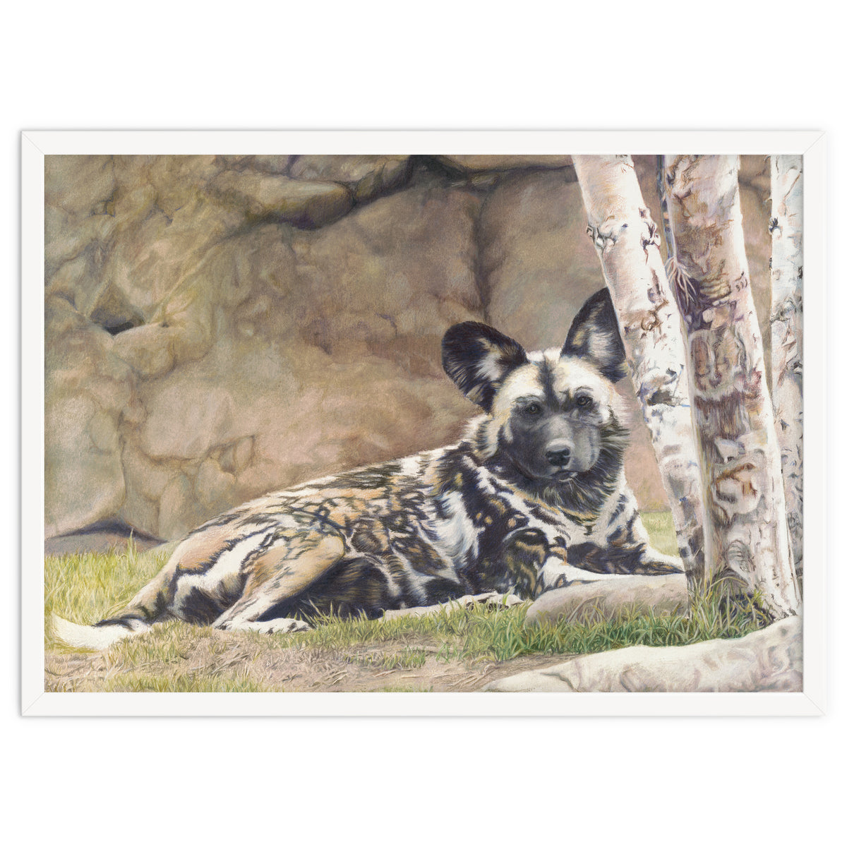 Afican Painted Dog IV - Imara
