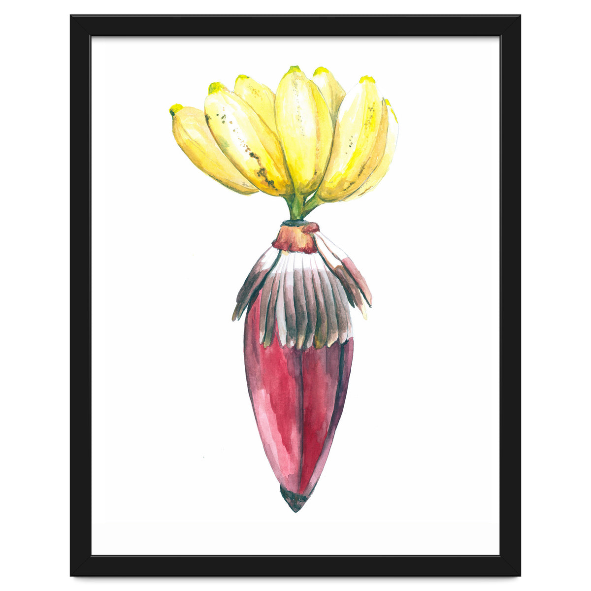Botanical Illustration Banana