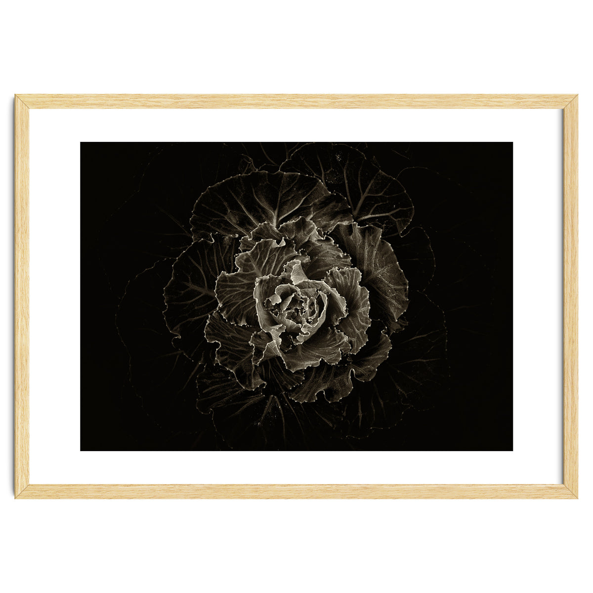 Backyard Flowers No 100 Sepia Version