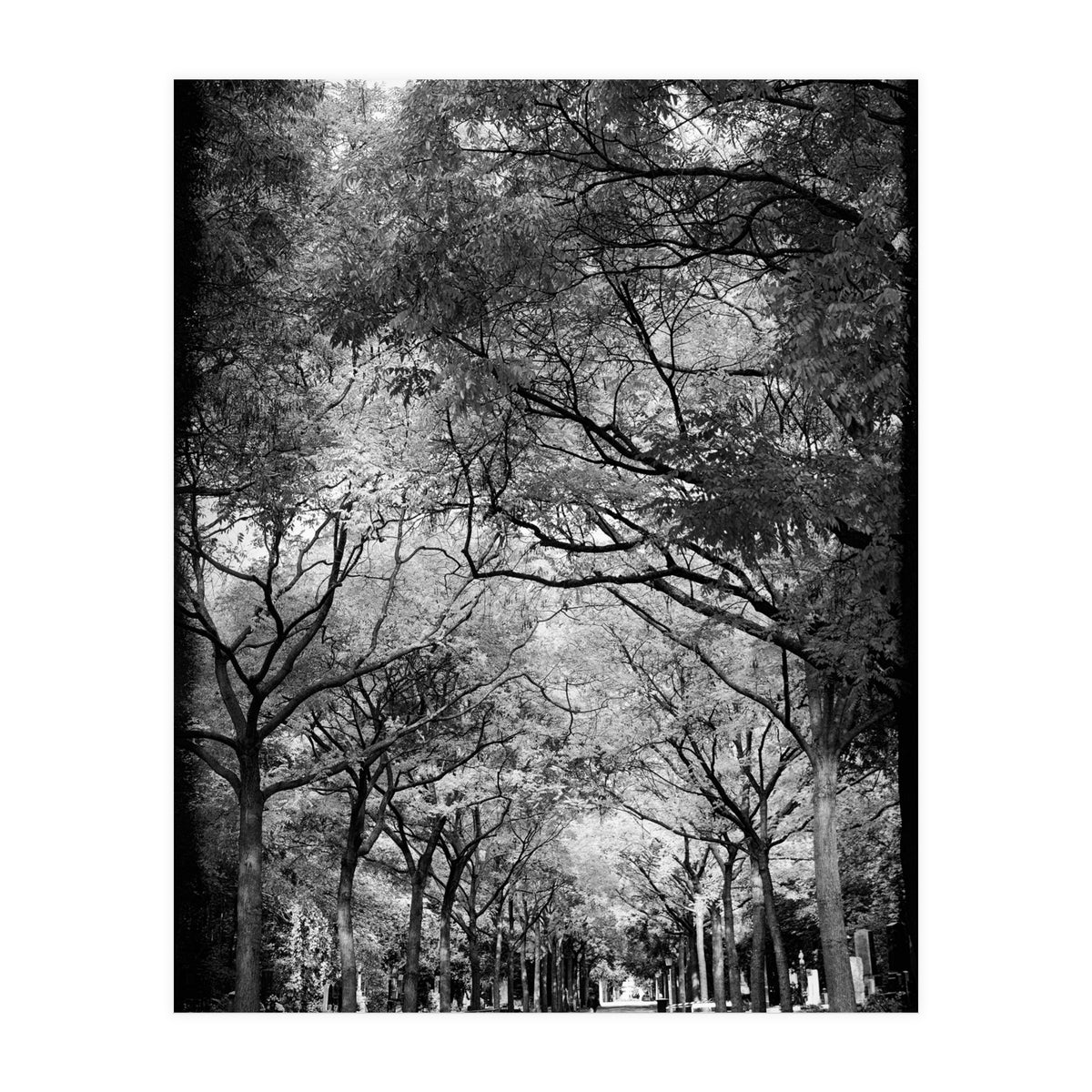 Cemetery alley (Print Only)