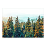 Pine Beauty (Print Only) thumbnail