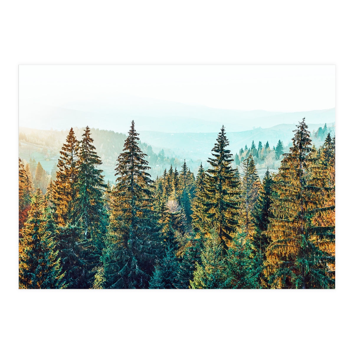 Pine Beauty (Print Only)