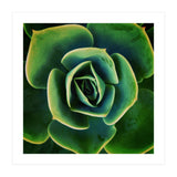 DARKSIDE OF SUCCULENTS XIII (Print Only) thumbnail