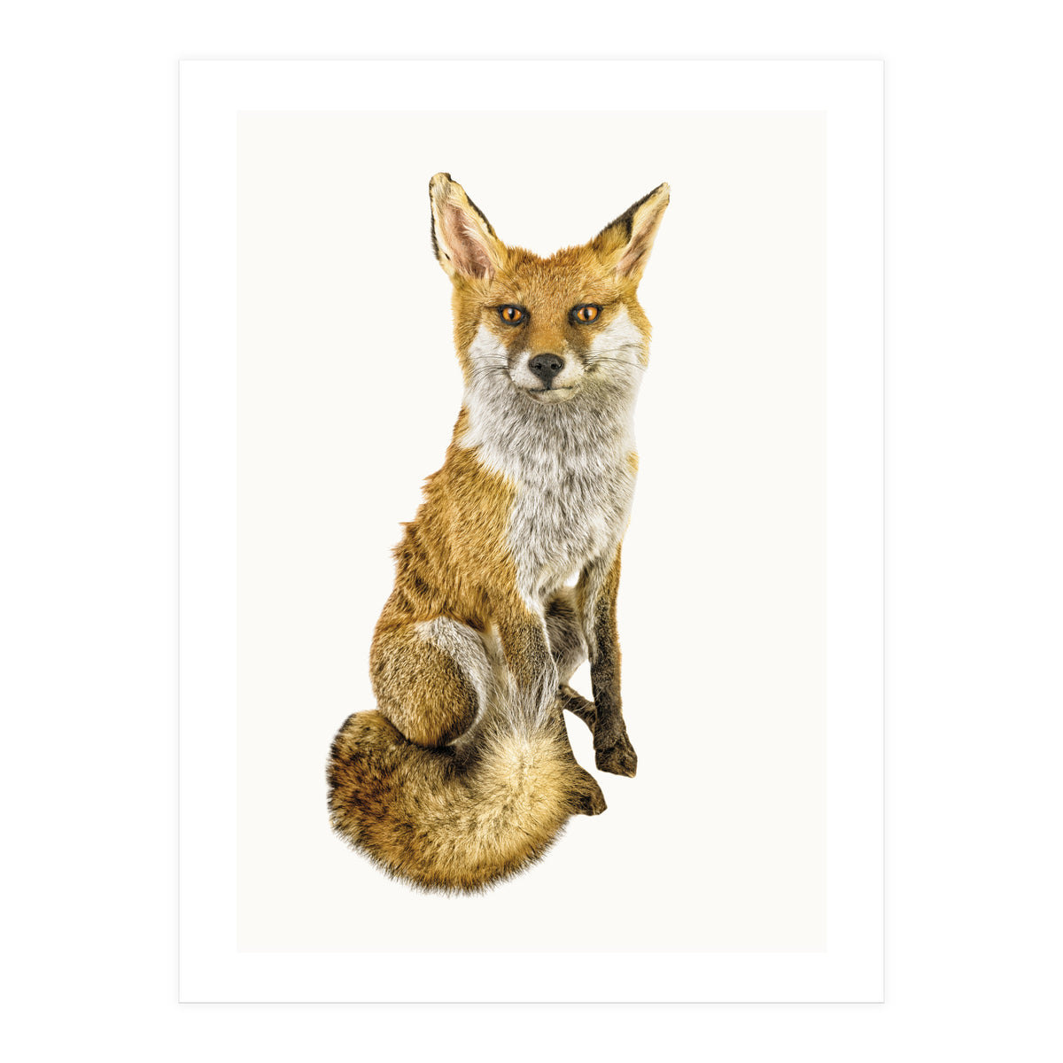 Cc Animal 03 (Print Only)