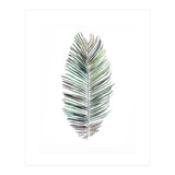 Botanical Illustration Cocos Palm (Print Only) thumbnail