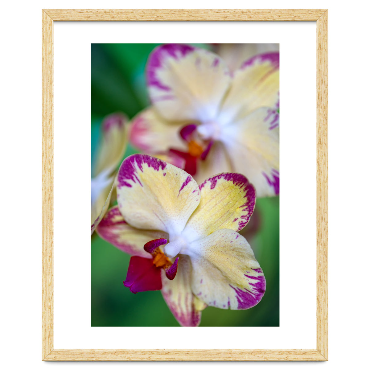 Orchidee Phalleanopsis