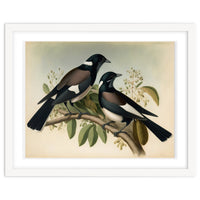 Magpies Vintage Painting